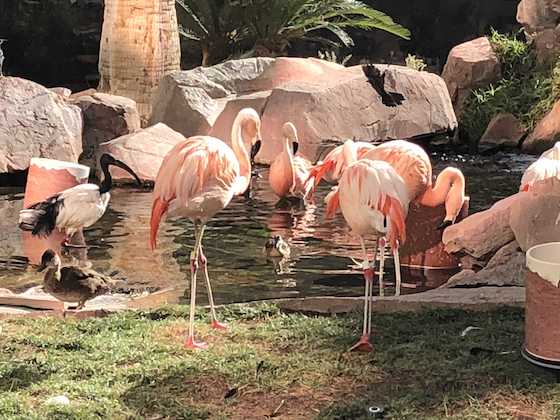 mobile home park pink flamingos